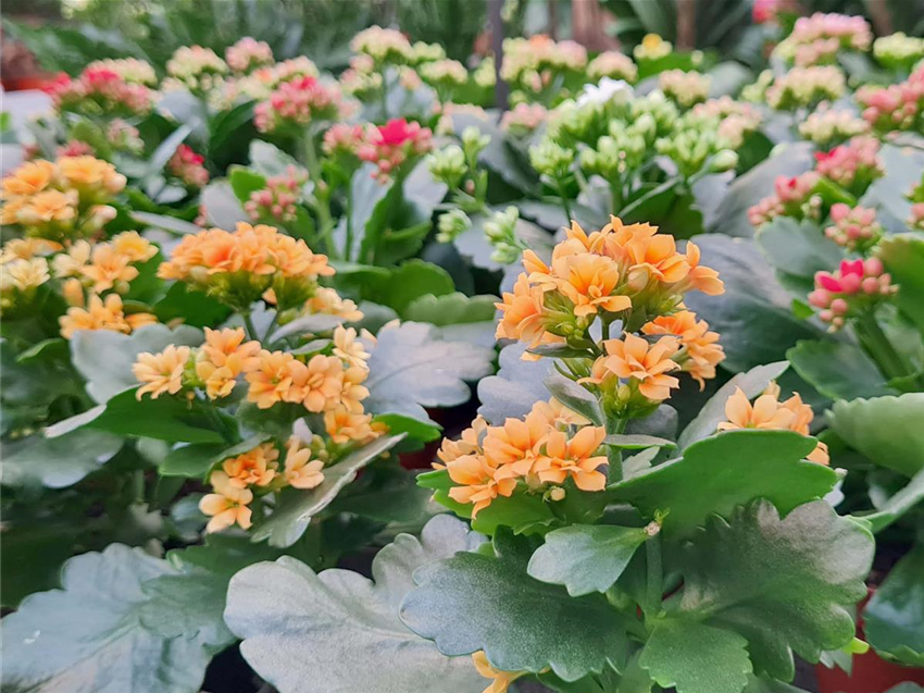 bio saatgut für hochbeet Hochbeet Komplettset – Hochbeet, Erde, Saatgut & Dünger im System