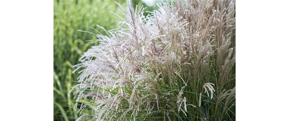 WIE GRäSER DEN GARTEN AUFWERTEN!