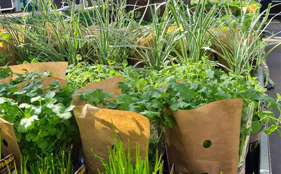 Lieblingskräuter - Für Küche, Gesundheit und Insekten Lieblingskräuter - Für Küche, Gesundheit und Insekten