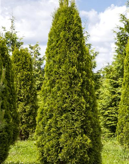 Thuja