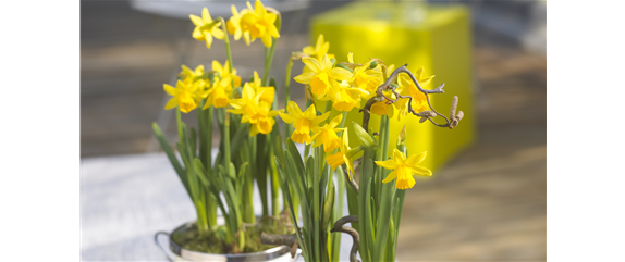 BUNTES OSTERFEST MIT FRüHLINGSBOTEN! BUNTES OSTERFEST MIT FRüHLINGSBOTEN!
