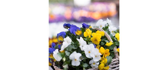 BUNTES OSTERFEST MIT FRüHLINGSBOTEN! BUNTES OSTERFEST MIT FRüHLINGSBOTEN!