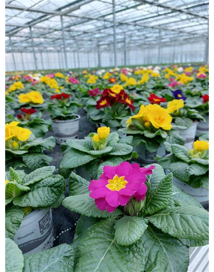 Rülcker Kissenprimel