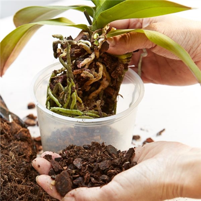 02.03. - Orchideen- und Tillandsientag